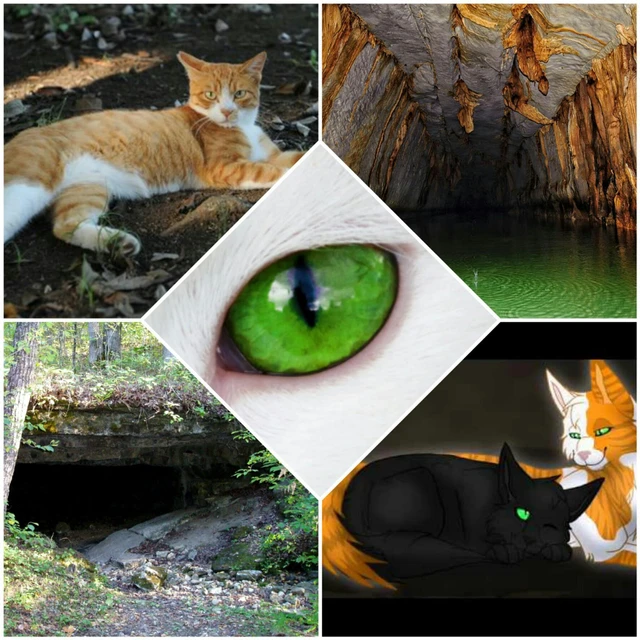 Warriorcats Erinhunter Theerins Image By Warriorcats Warriorcats Erinhunter Theerins Image By Warriorcats