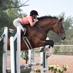horse photography love pony jumping