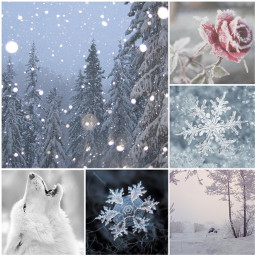 snow winter wolf snowflakes rose freetoedit