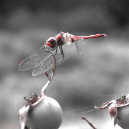 photography nature blackandwhite colorsplash reddragon reddragonfly