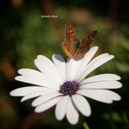 flower flowerphotography insect naturephotography macro freetoedit