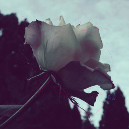 photography nature rose vintage sky