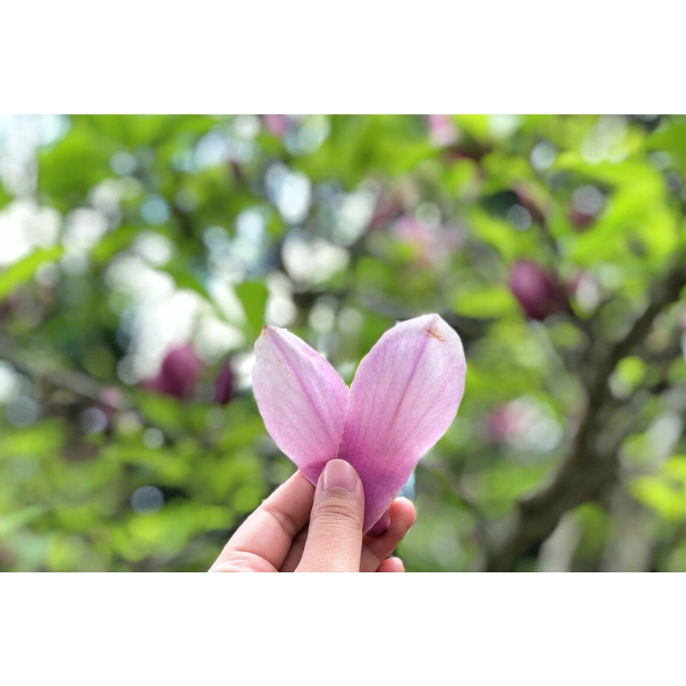 In love 😍 
#magnolia
