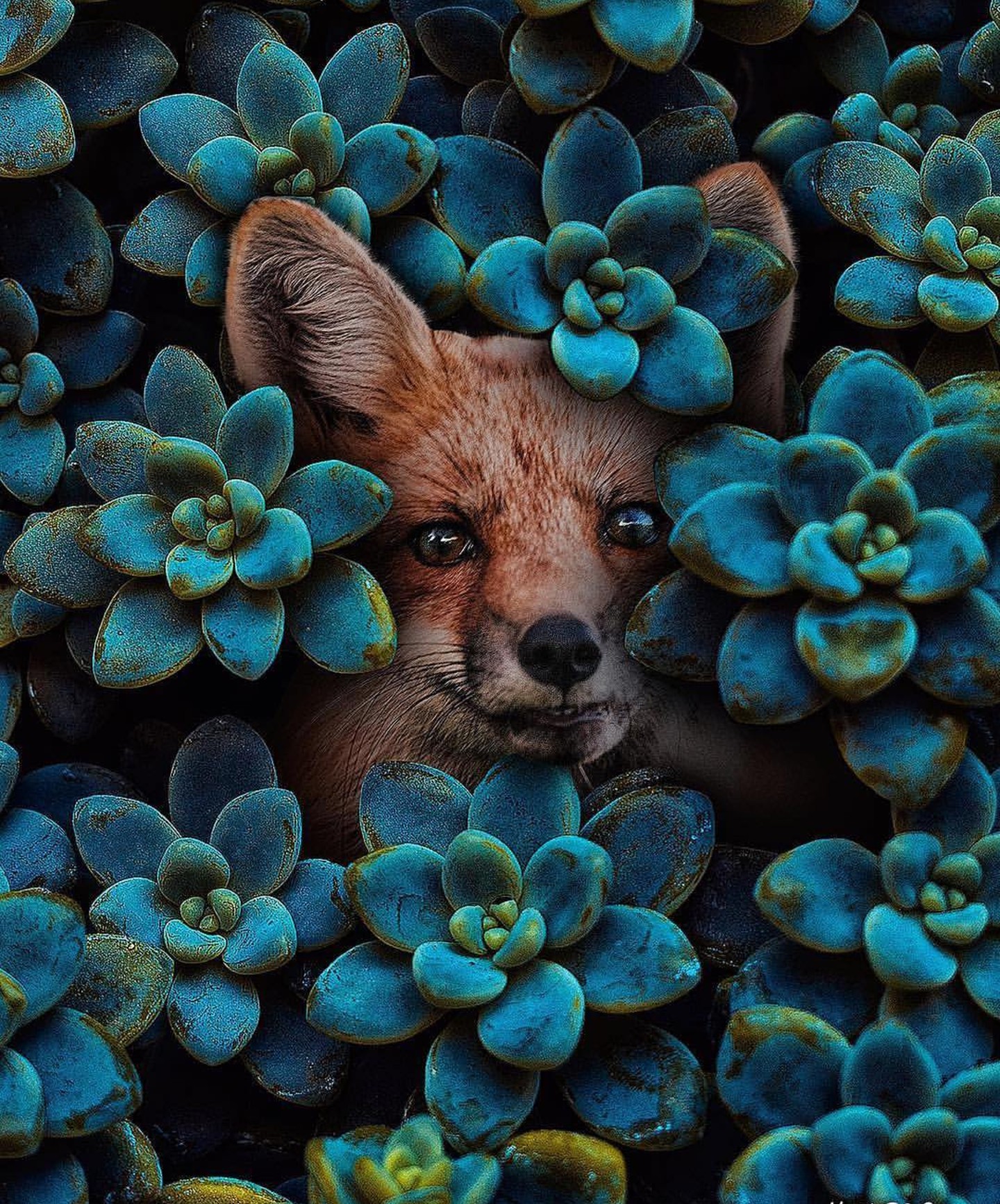 Фото Животных Красивые Необычные