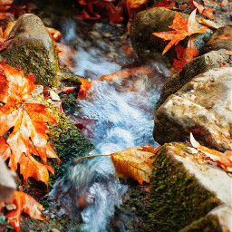 freetoedit water autumn jungle river