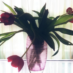 spring tulips flower love