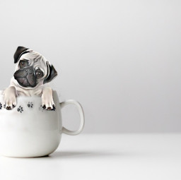 freetoedit cup white background dog