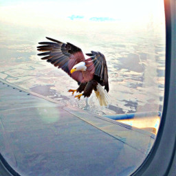 traveller air plane eagle freetoedit