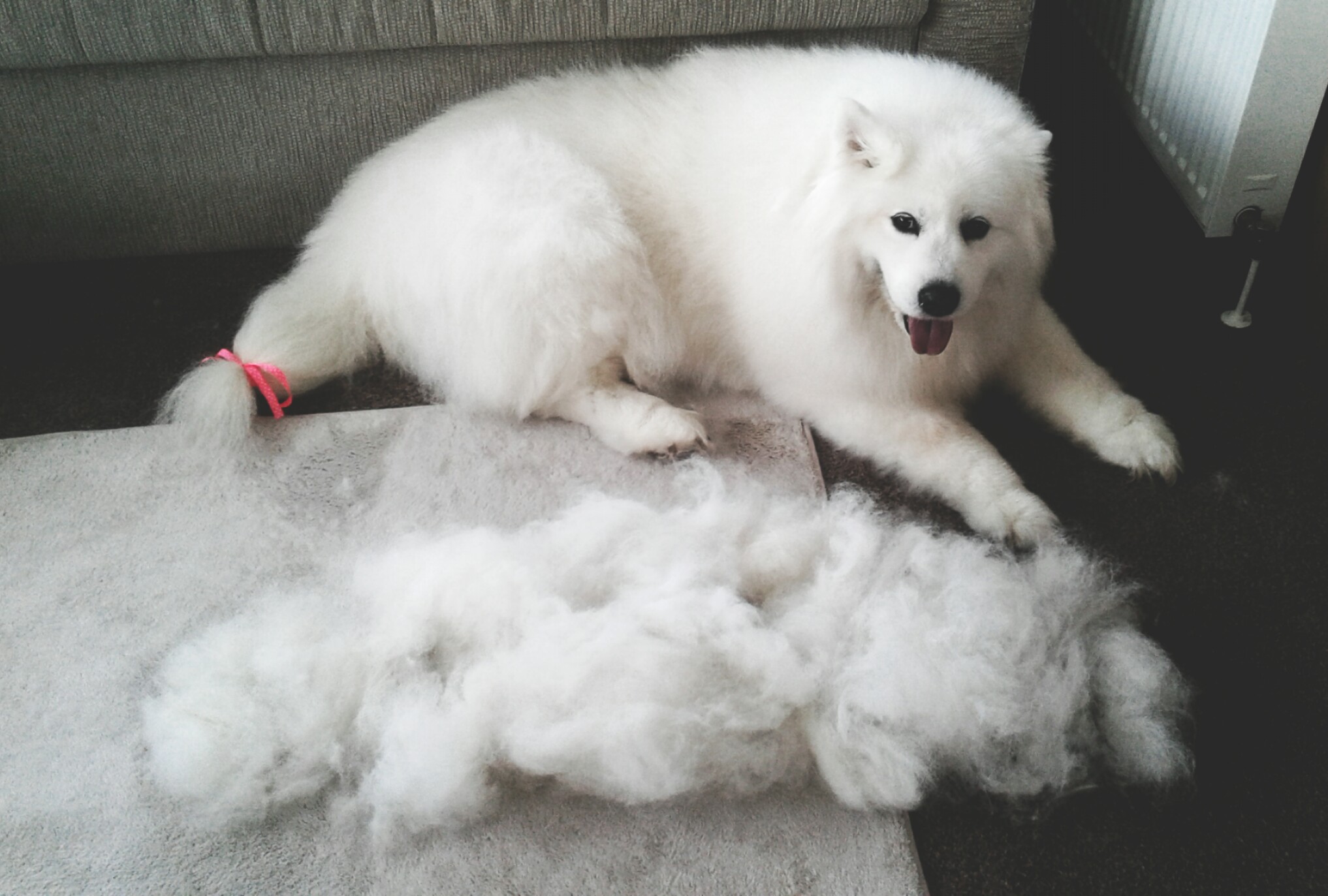 samoyed brushing