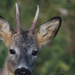photography myphoto deer