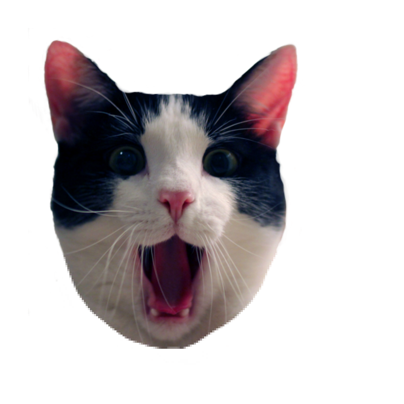 Pop Cat Meme Transparent : "Popcat | Crazy Cat Meme Pop Art" Sticker by