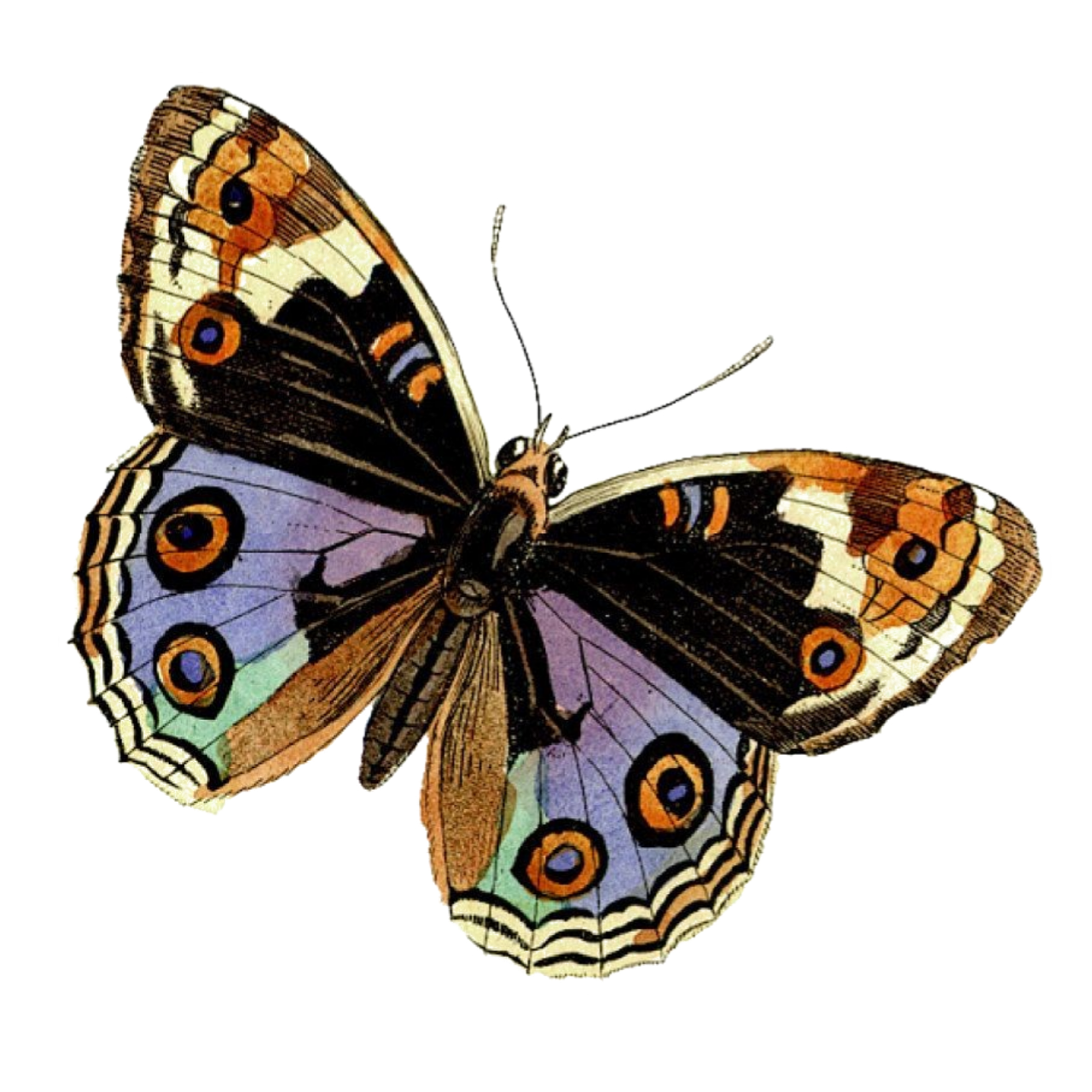 butterfly beauty soft png sticker by @rajon_ahmed1