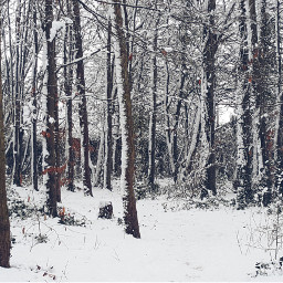 freetoedit snow trees pctrees
