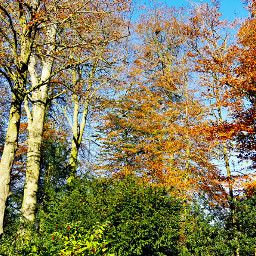 freetoedit autumn trees pctrees