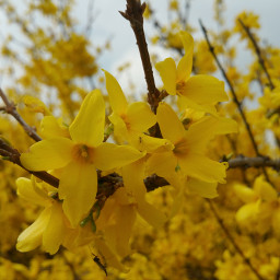 spring yellow
