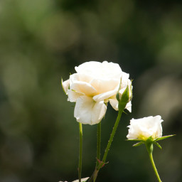photography flowers rose white summer purity closeup nofilter nature green canon colorful freetoedit