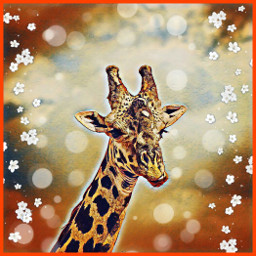freetoedit ircgiraffe giraffe