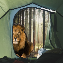 freetoedit remixed camping lion