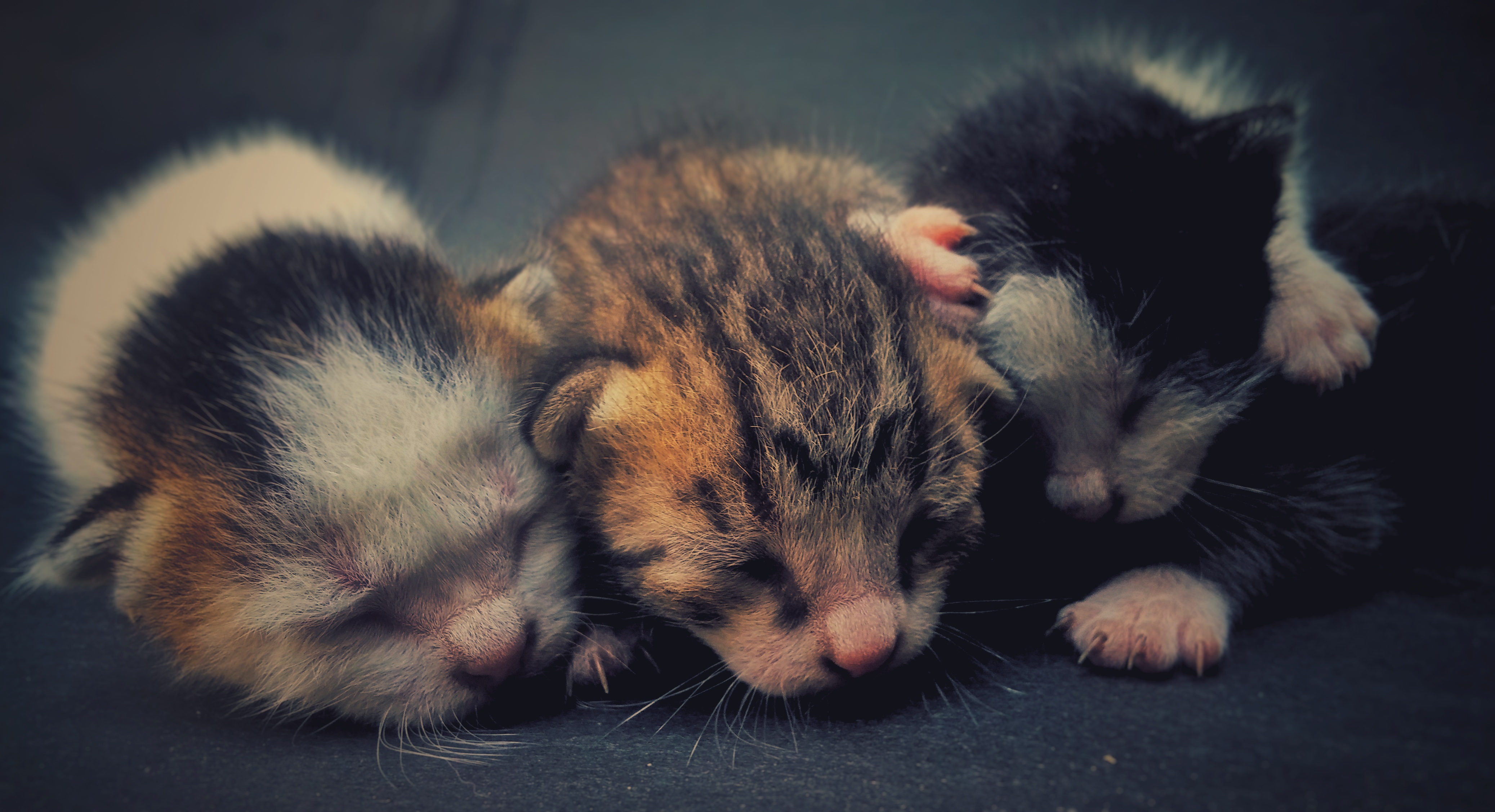 Cute Baby Kittens Newborn Photography Pho