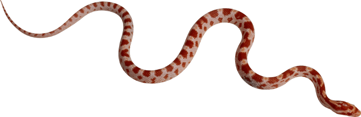 snake freetoedit