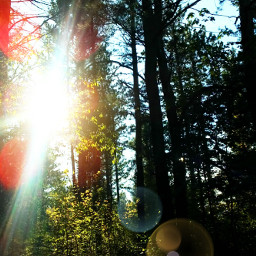 nature trees lensflare sun