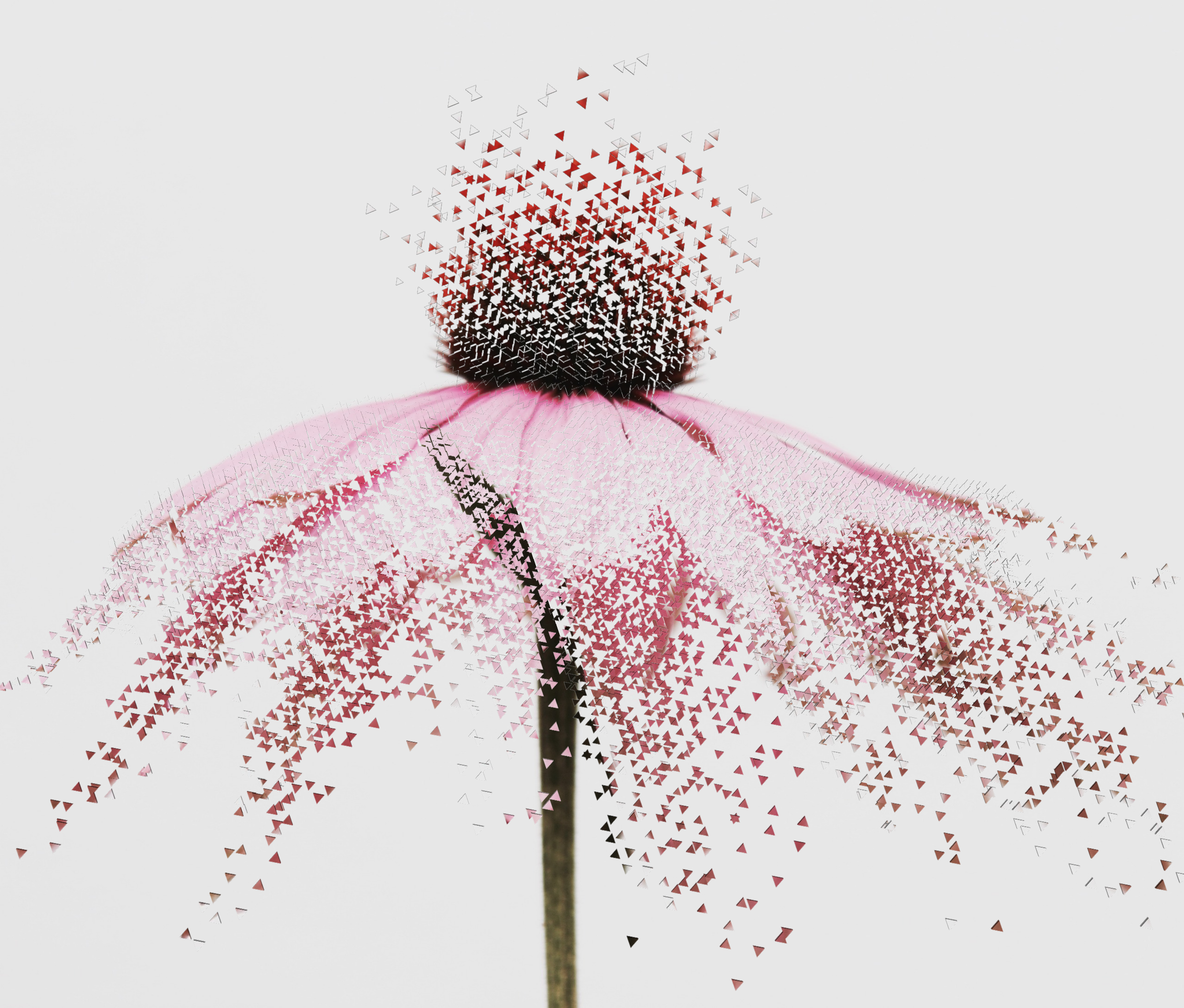  #freetoedit #dispersiontool #flower #remixit