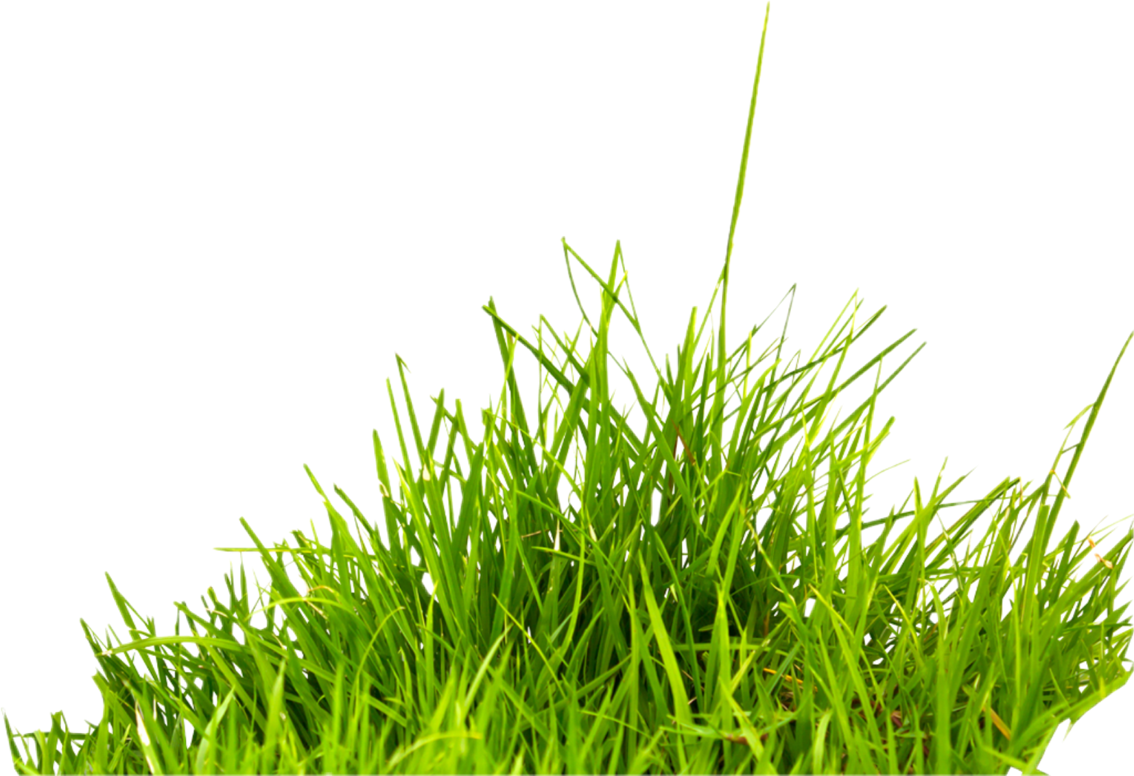 grass freetoedit grass sticker by cherigoodman59