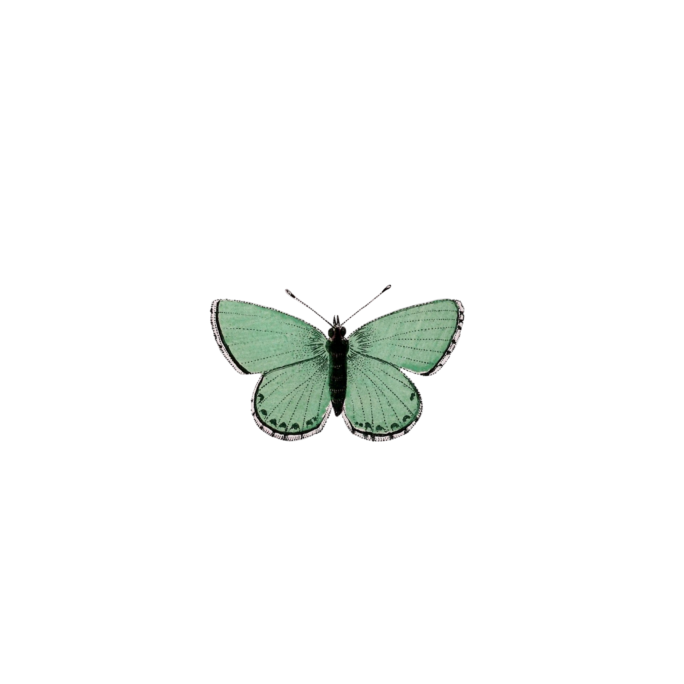 butterfly freetoedit #butterfly sticker by @euphoriasugafc