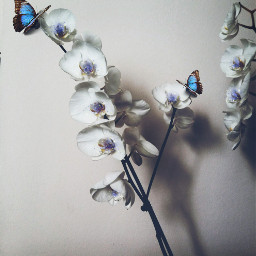 freetoedit myedit flowers butterfly glitter