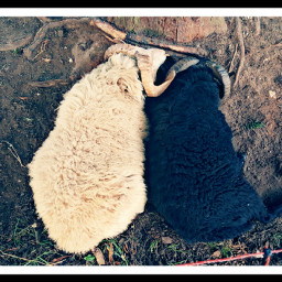 sheeps blackandwhite naptime cuteness border