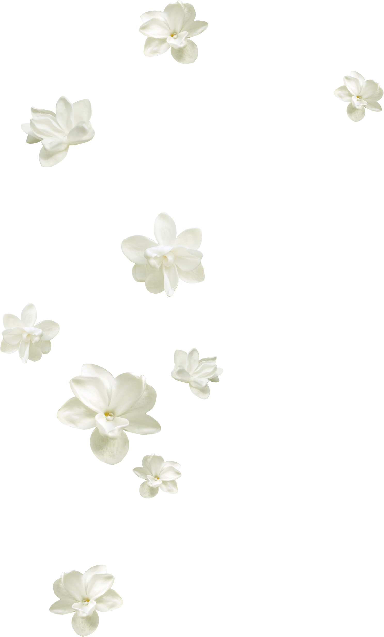 mq white flowers flower garden sticker by @qoutesforlife