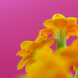 pink yellow orange flowers nature