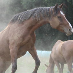 horse pferd sommer18 hitze staub