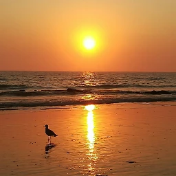  pcdaylight daylight beach sunset summer pcsunsetphotography pccolorfulsunsets pcthegoldenhour pcbird pcmyfavshot pcwaterreflection pcmybestphoto mybestphoto pcmyfavoriteshot