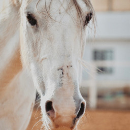freetoedit horse sso bluesky dogs morganhorse animal beauty stallion unicorn gecs cavalry nature