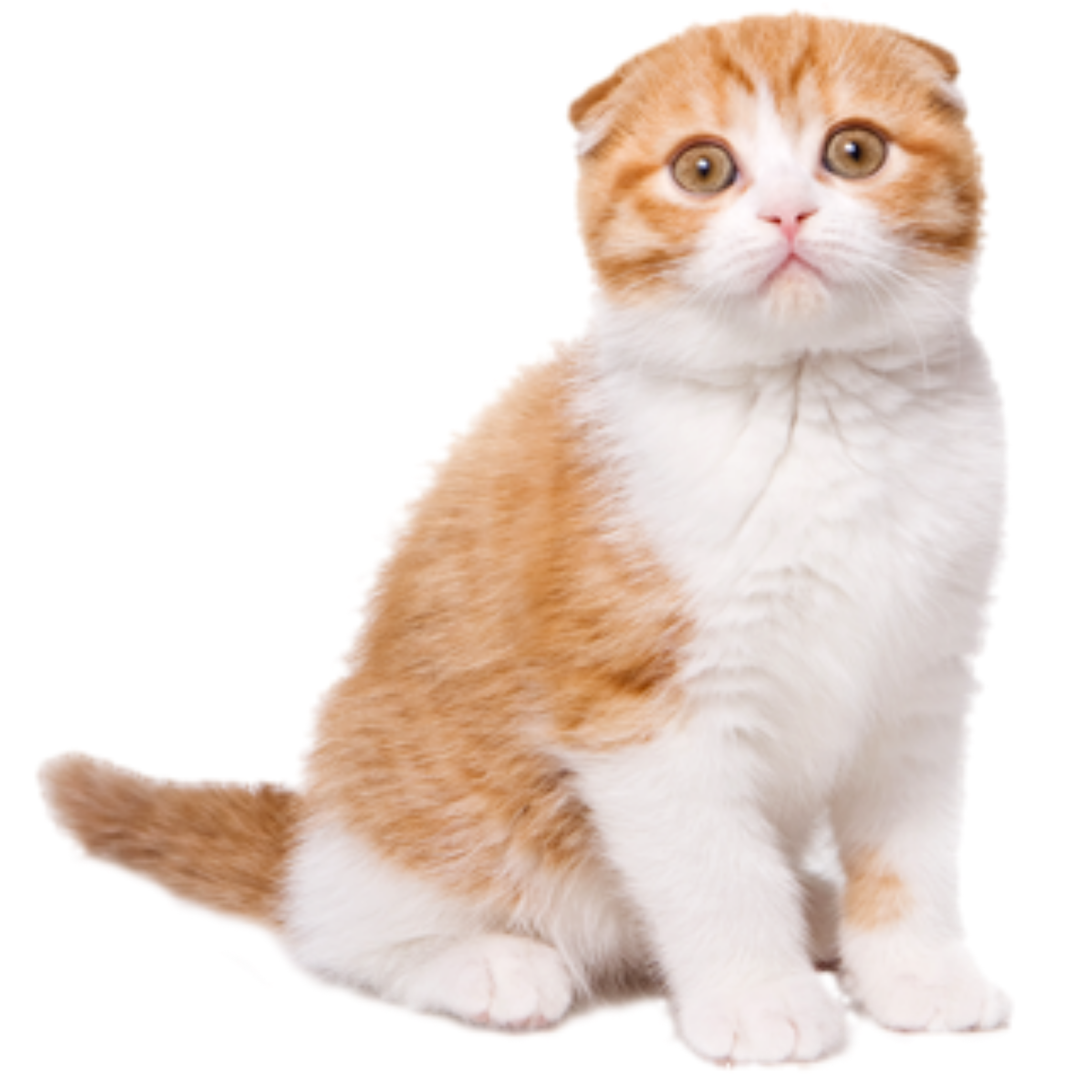 Sticker Kucing Comel - KucingComel.com