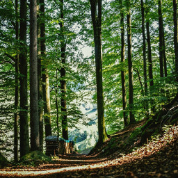 blackforest forest picoftheday schwarzwald woodland