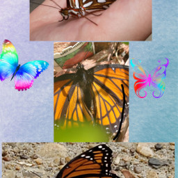 dcbutterflies butterflies