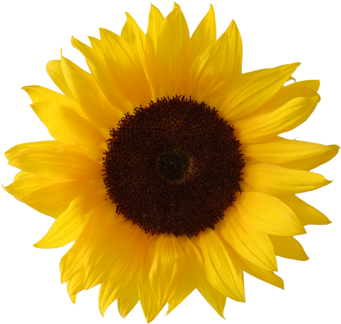 girasol sunflower freetoedit sticker by @sugey_garcia