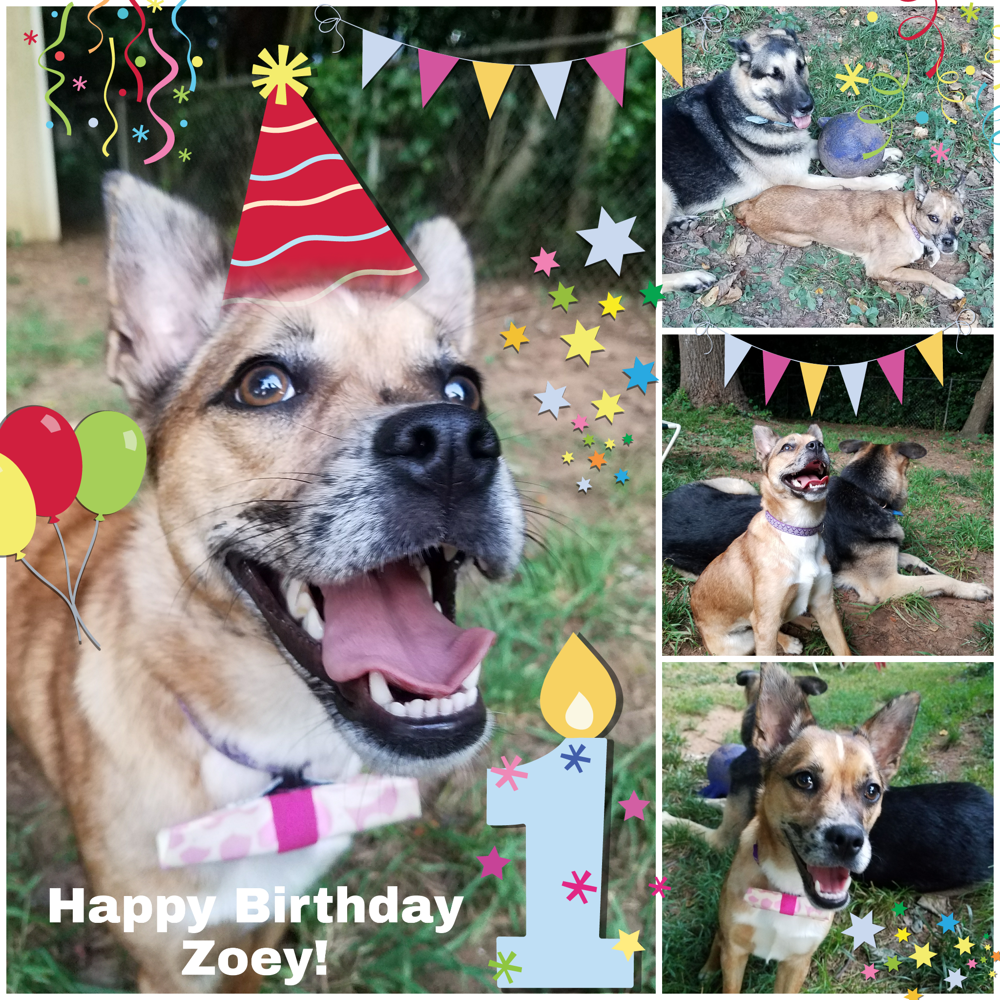 Happy 1st Birthday Zoey Dog Petsandanimals Puppy Anim