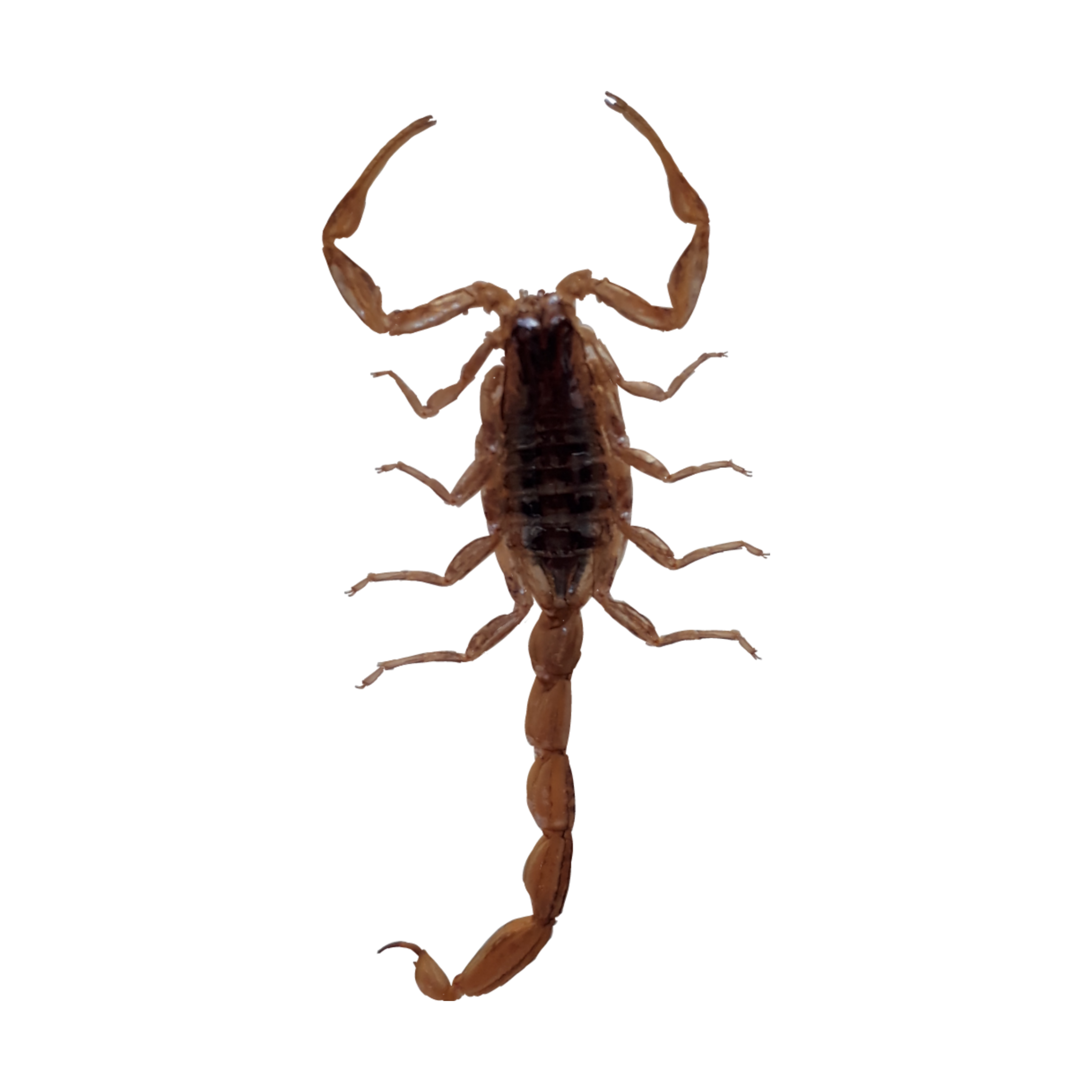 五毒之首一到五排名，蝎子在昆虫中排第几