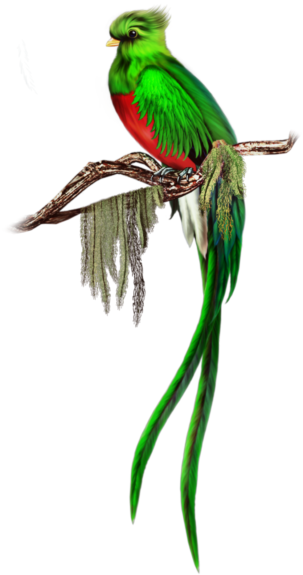 Guatemala Bird Quetzal Drawing Clip Art Cute Quetzal Cliparts Png Images And Photos Finder