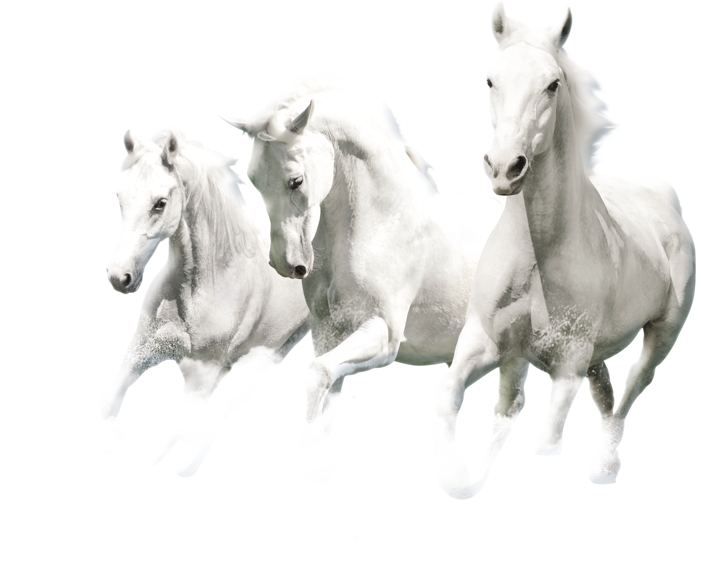 Три лошадки. Лошадь бежит. Красивые лошади. Белый конь. Лошадь скачет.