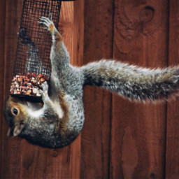 squirrel acrobatics freetoedit