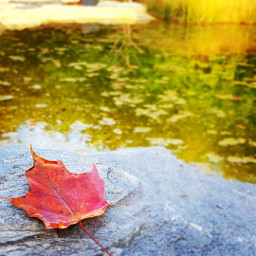 freetoedit autumn leaf pond nature
