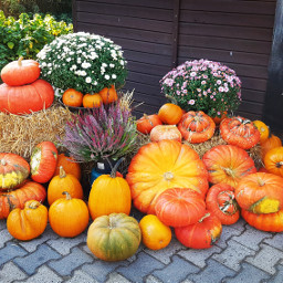 freetoedit pumpkin kürbis herbst autumn pcpumpkin