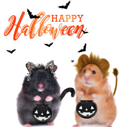 freetoedit halloween2018 animals hamsters costumes