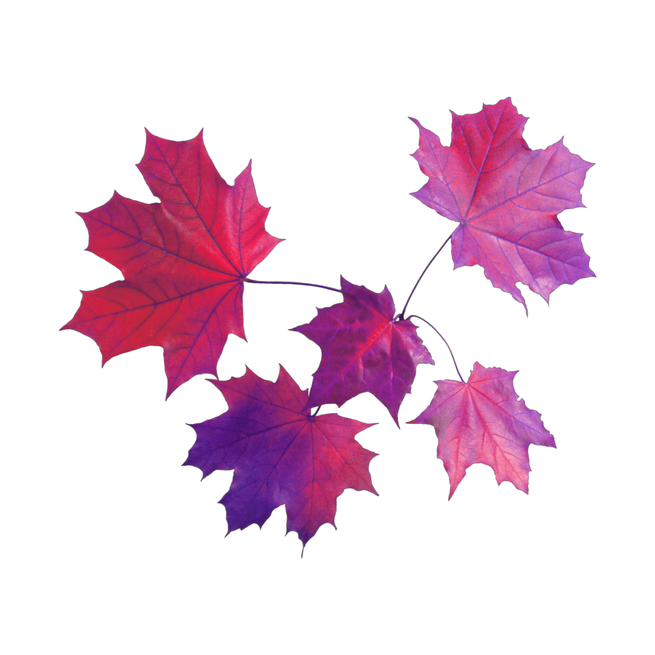 Пинк лист. Осенние наклейки розовые. Pink Leaf. Красный клен PNG. Листья Purple PNG.