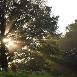 sunlight lightrays sunrays beautifulday tree pcbeautifuldays