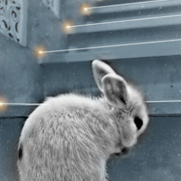 rabbit coniglionano fiaba scala home magic